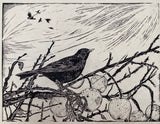 East Winds-blackbird