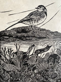 Spring tides- wagtail