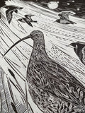 Curlew ‘Song of the Night’