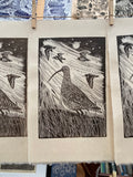 Curlew ‘Song of the Night’