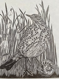 A morning glance- Song thrush