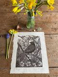 Spring blackbird