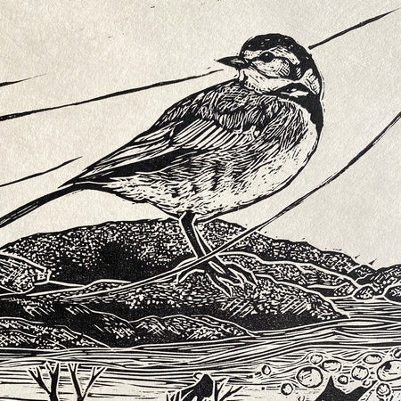 Spring tides- wagtail
