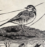 Spring tides- wagtail