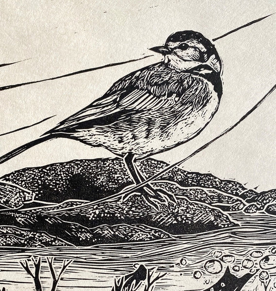 Spring tides- wagtail