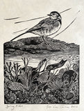 Spring tides- wagtail