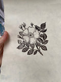 Wild rose