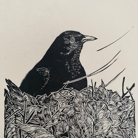Waiting blackbird