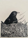 Waiting blackbird