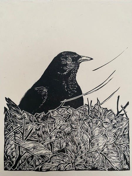 Waiting blackbird