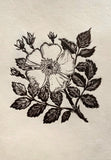 Wild rose