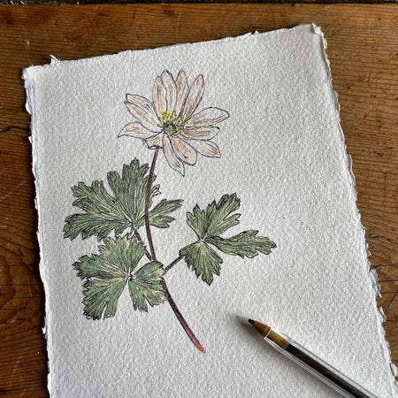 Wood anemone study