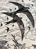 A sky full of Swifts