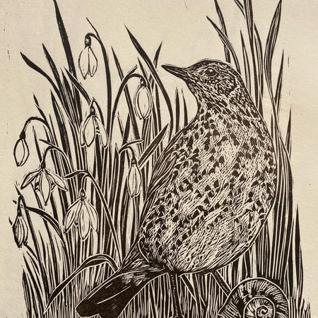 A morning glance- Song thrush