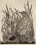 A morning glance- Song thrush