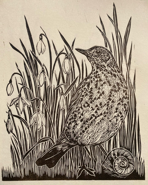 A morning glance- Song thrush