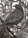 Spring blackbird